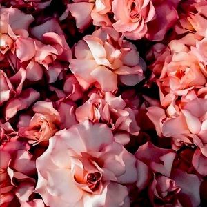 Meet your Posher, Lizbeth